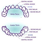 Timing of milk teeth