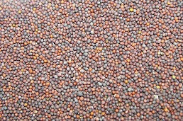 Black mustard Seeds