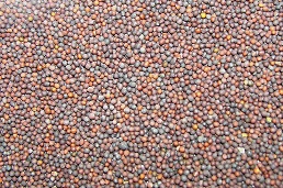 Black mustard Seeds