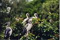 Ranganthittu Bird Sanctuary