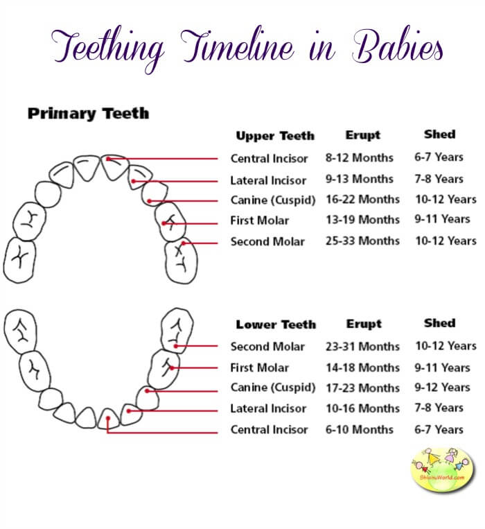 Teething Chart in Babies